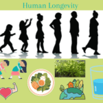 Human Longevity Lifestyle: Habits for a Healthier, Longer Life