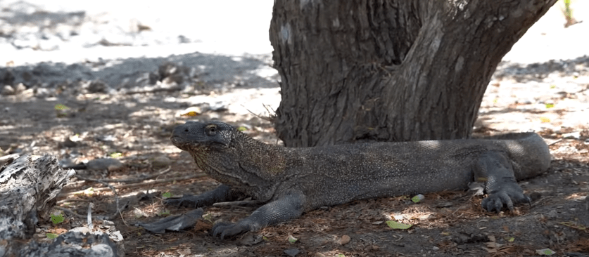 Komodo Dragon