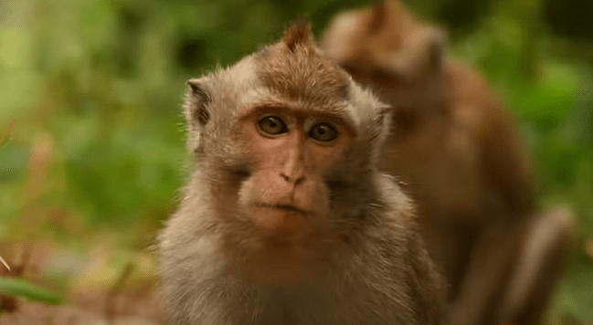 Monkey forest